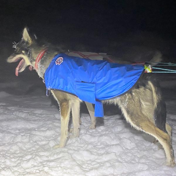 Canelana Windy vinddekken hund