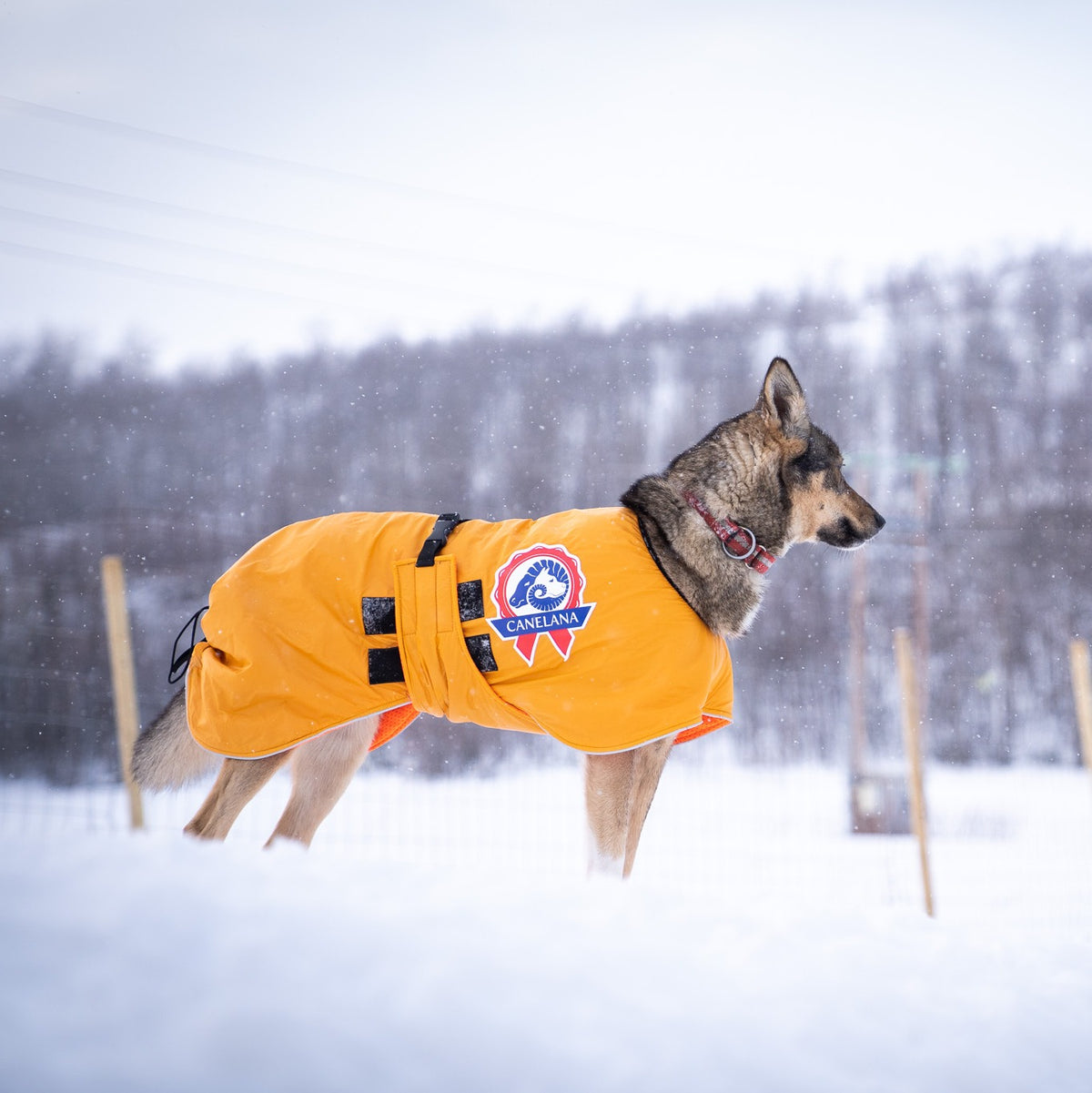 Sporting - dog activity rug with 100% wool lining