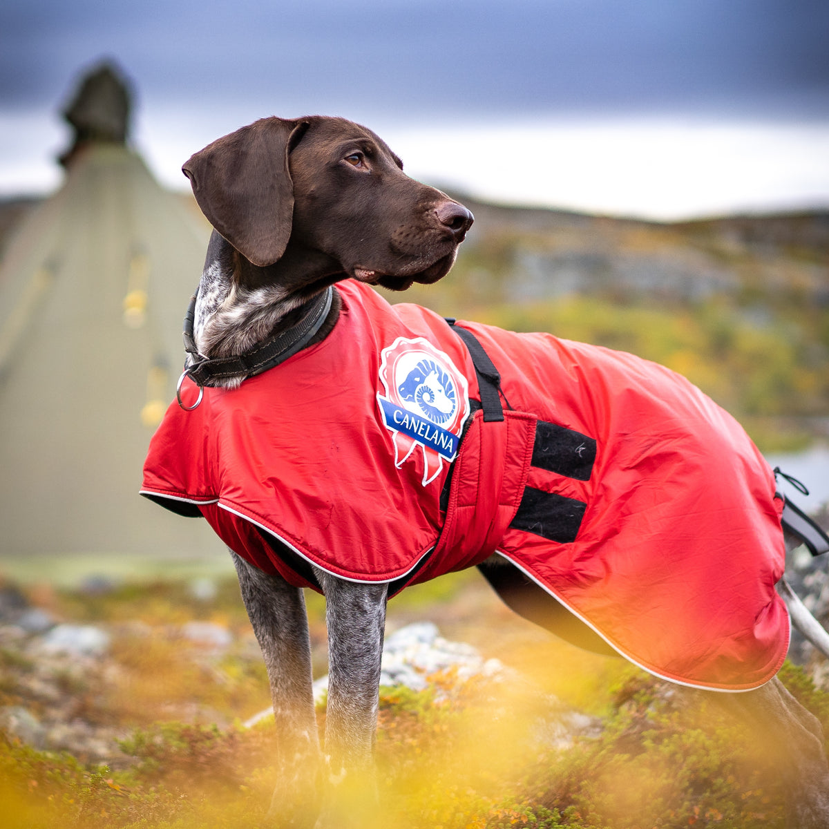 Sporting - dog activity rug with 100% wool lining