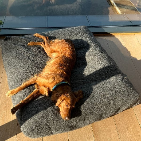 TEDDY - Canelana 100% ull trekk til hundeseng
