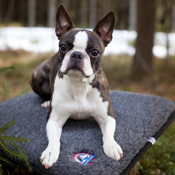 TERRA - Canelana 100% ullmadrass hund - vanntett underside