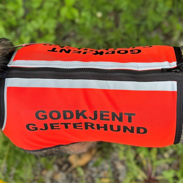 GODKJENT GJETERHUND - VISIO markering og beskyttelse