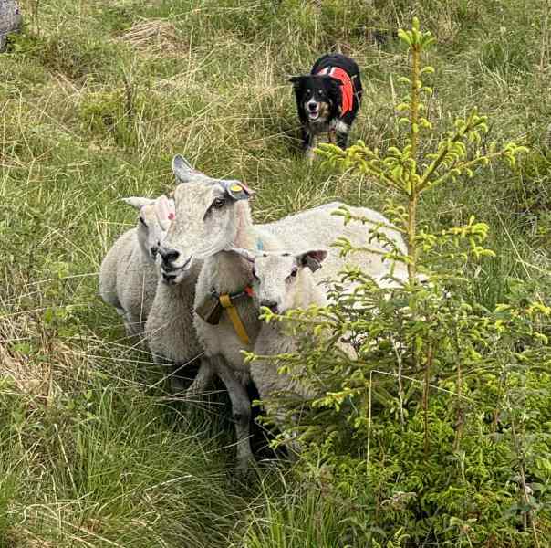 GODKJENT GJETERHUND - VISIO markering og beskyttelse