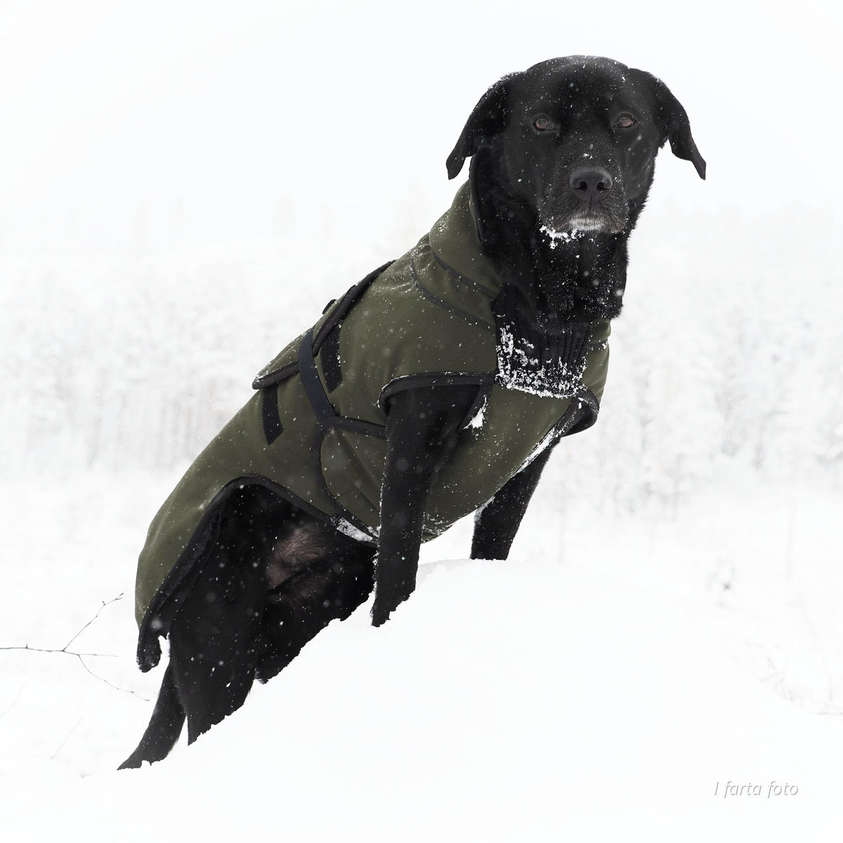 Thermo grønn-100% ull dekken hund softshell ytterstoff