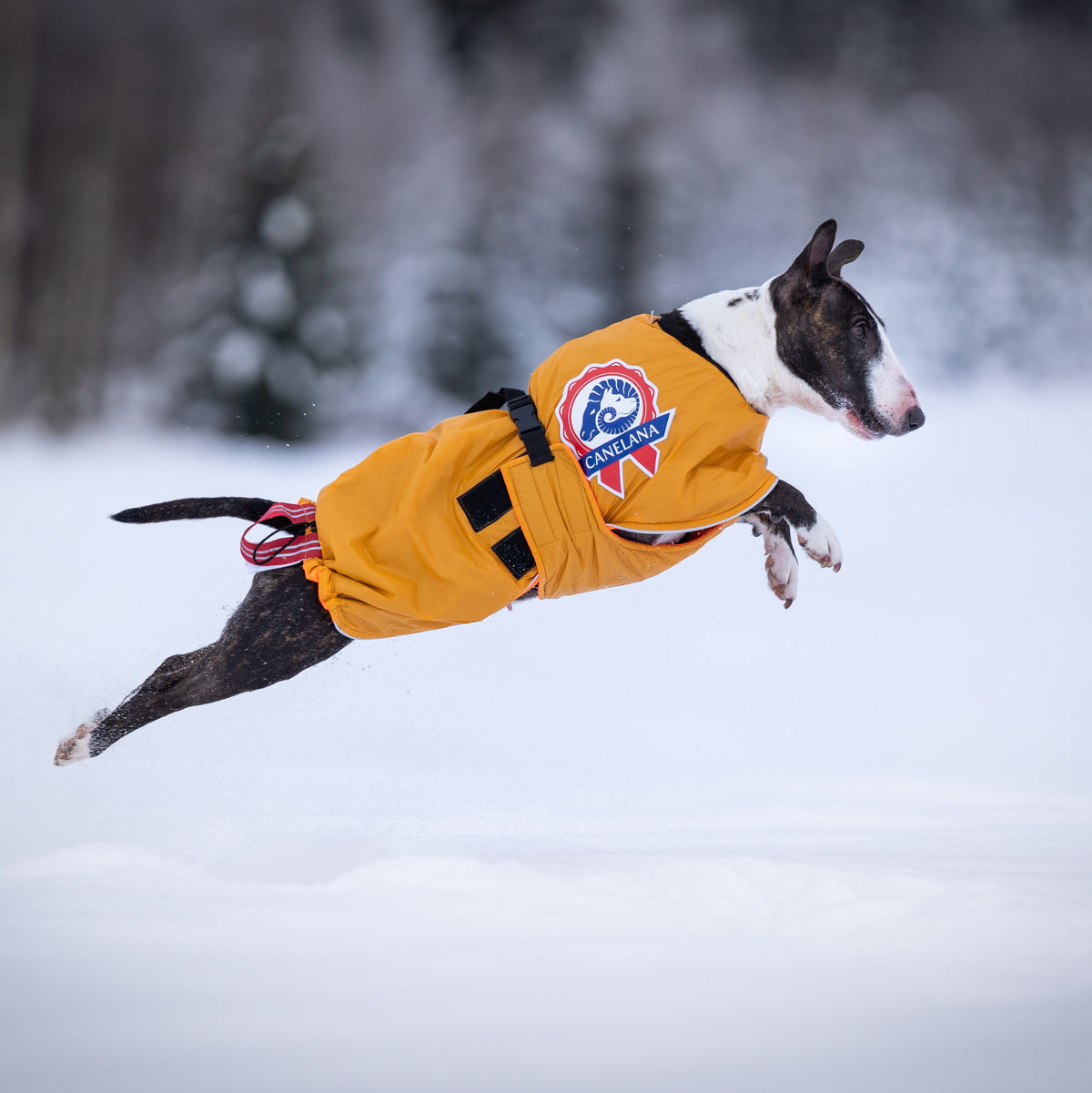 Sporting - dog activity rug with 100% wool lining