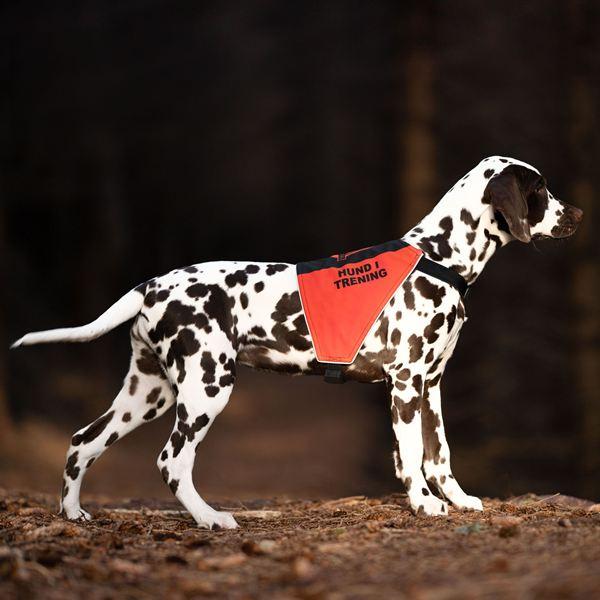 Canelana markeringsdekken-treningsvest hund: hund i trening