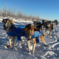 Canelana Windy vinddekken hund