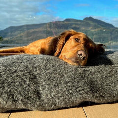 TEDDY - Canelana 100% ull trekk til hundeseng