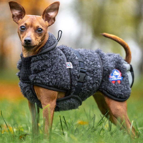 Ambassadør ulldekken hund