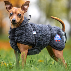 Ambassadør ulldekken hund