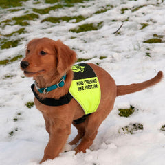 Canelana markeringsdekken-treningsvest hund: hund i trening - ik