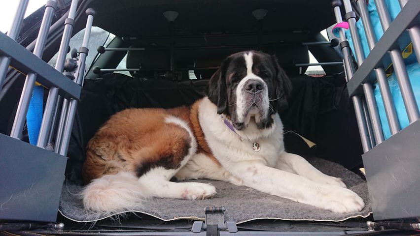 VELA - Canelana hundeteppe i 100% ull