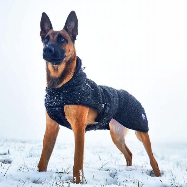 Ambassadør ulldekken hund