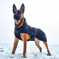 Ambassadør ulldekken hund