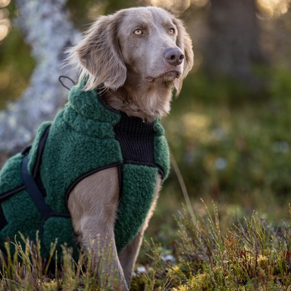 Selva  ulldekken hund