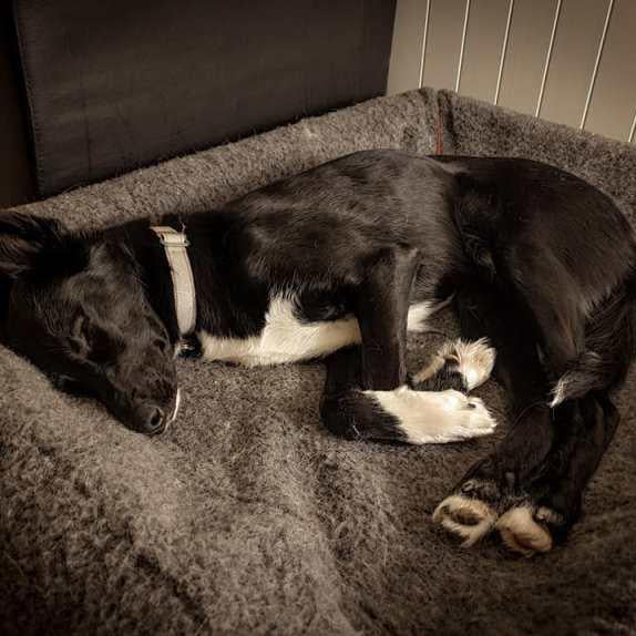 TEDDY - Canelana 100% ull trekk til hundeseng