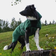 Selva  ulldekken hund