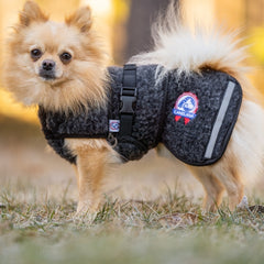 Ambassadør ulldekken hund